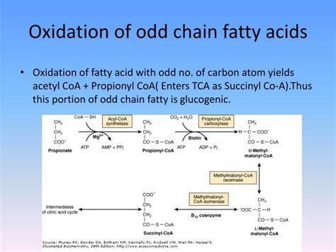b oxidation of odd chain fatty acids|6.11: Fatty Acid Oxidation .